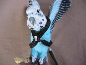 Photo for News story: Harness training for your parrot