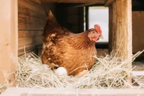 Photo for News story: Caring for your Chicken