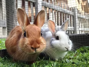 Photo for News story: Caring for your rabbit